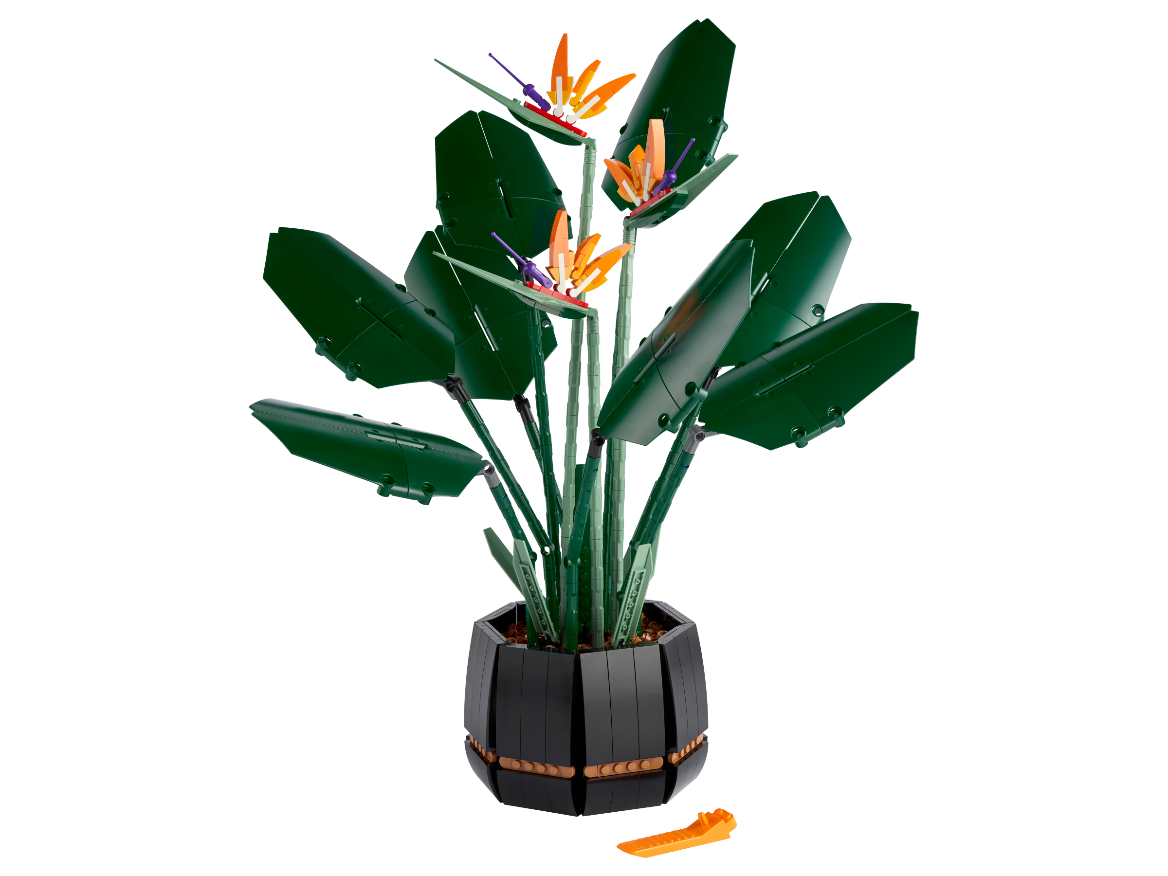 Bird of Paradise
