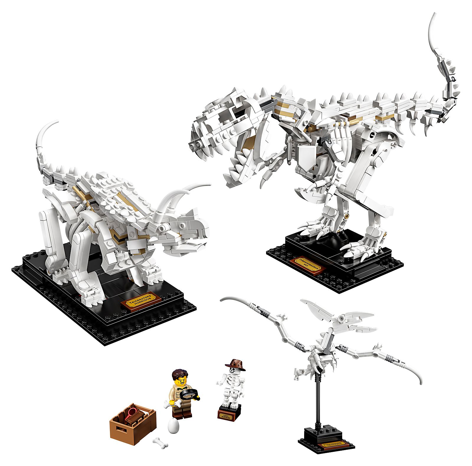 Dinosaur Fossils