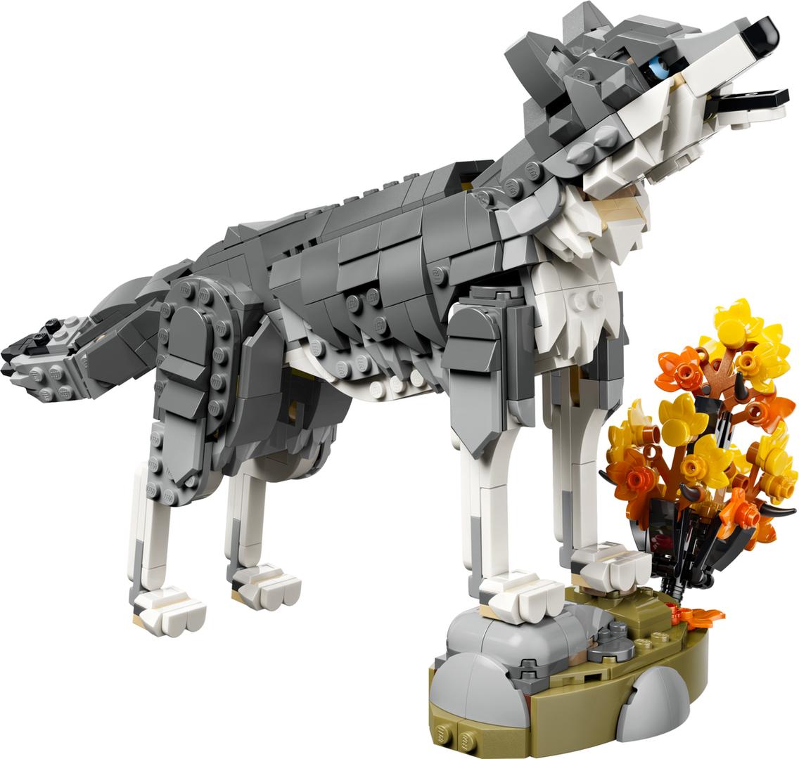 Forest Animals: Gray Wolf