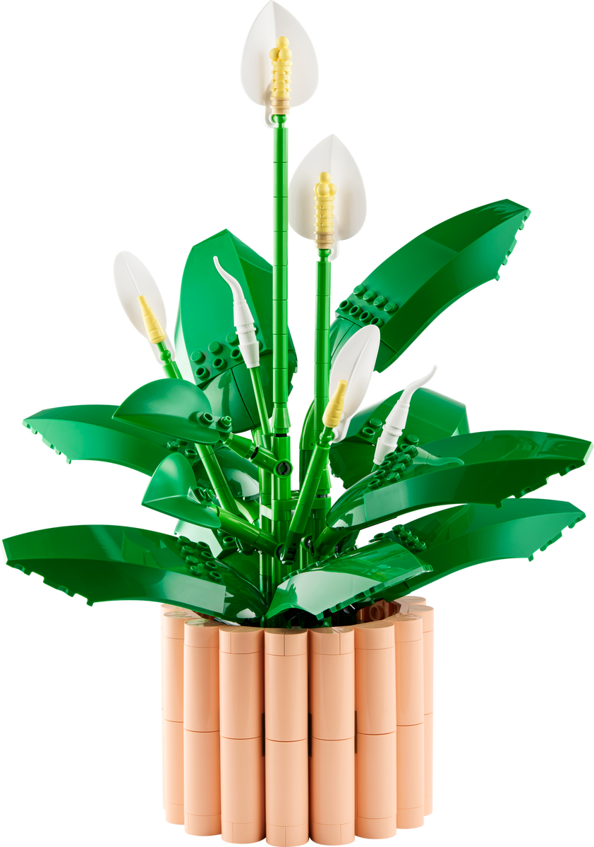 Peace Lily