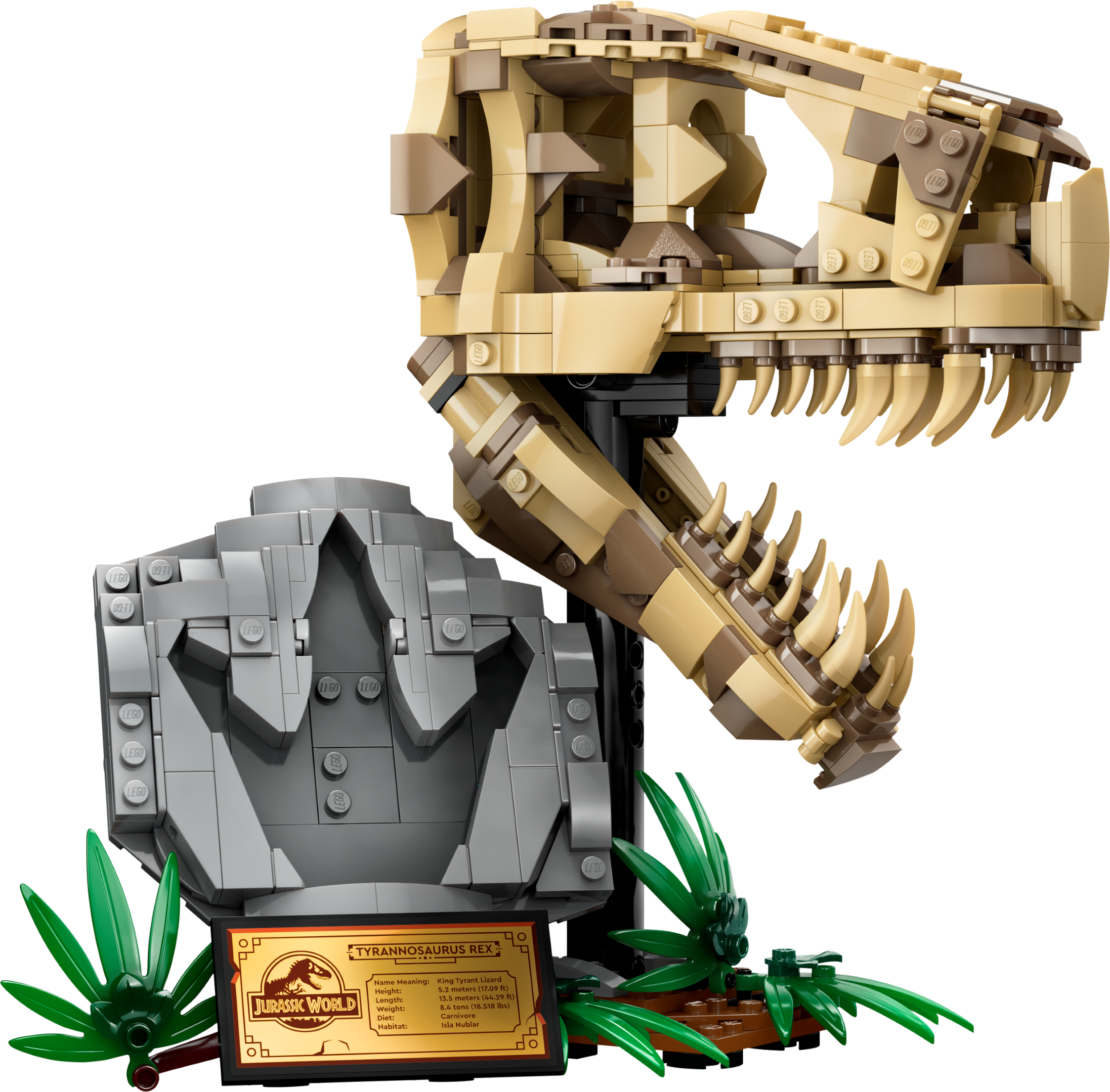 Dinosaur Fossils: T. rex Skull