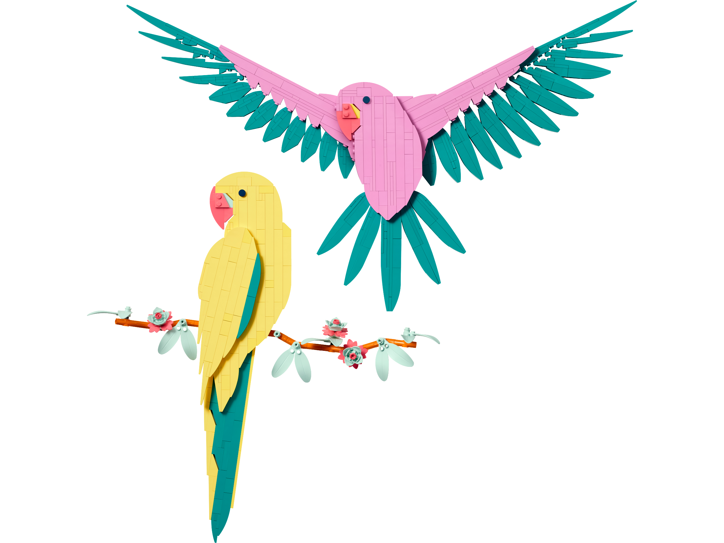 Macaw Parrots