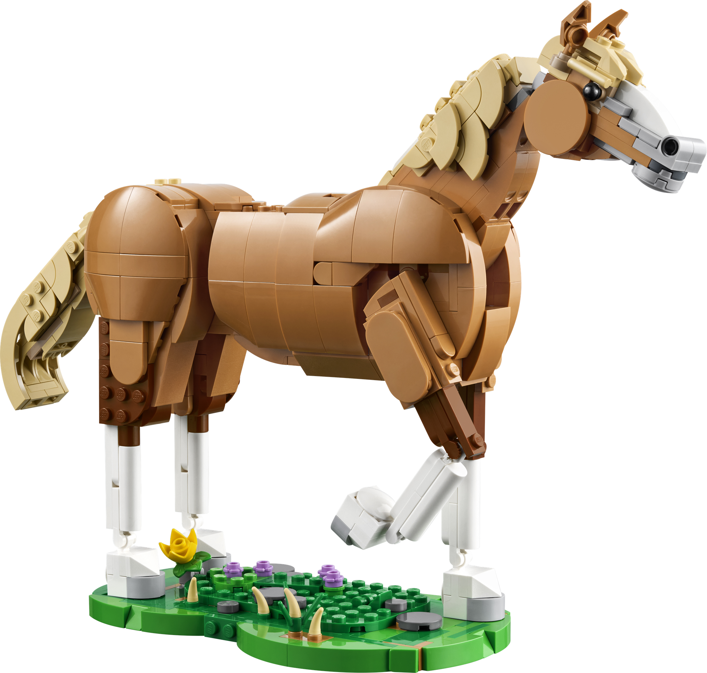 Beautiful Horse